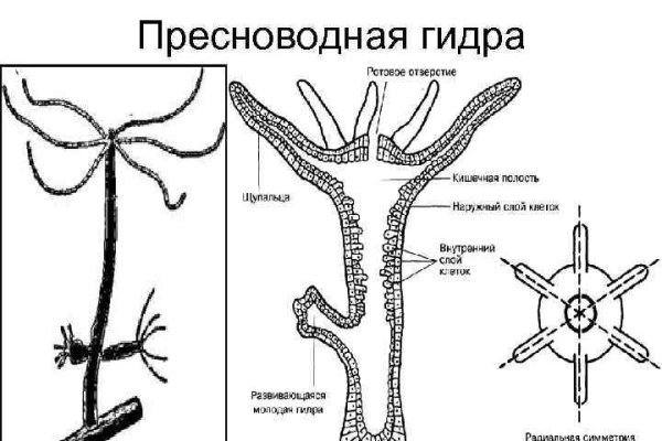 Создатель меги сайта